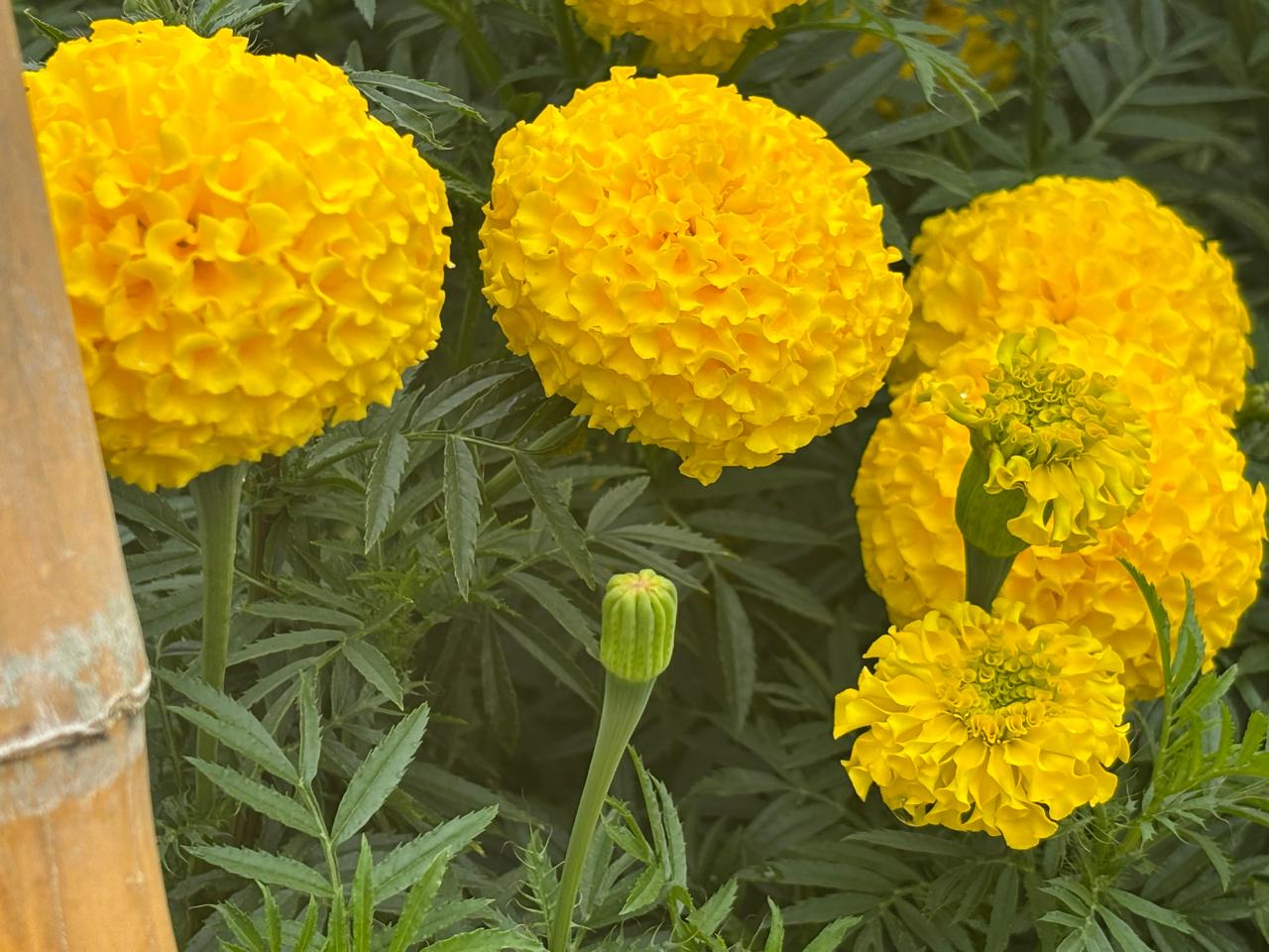 Marigold Seedlings - Yellow Variety